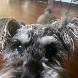 Meet your Posher, Ronni